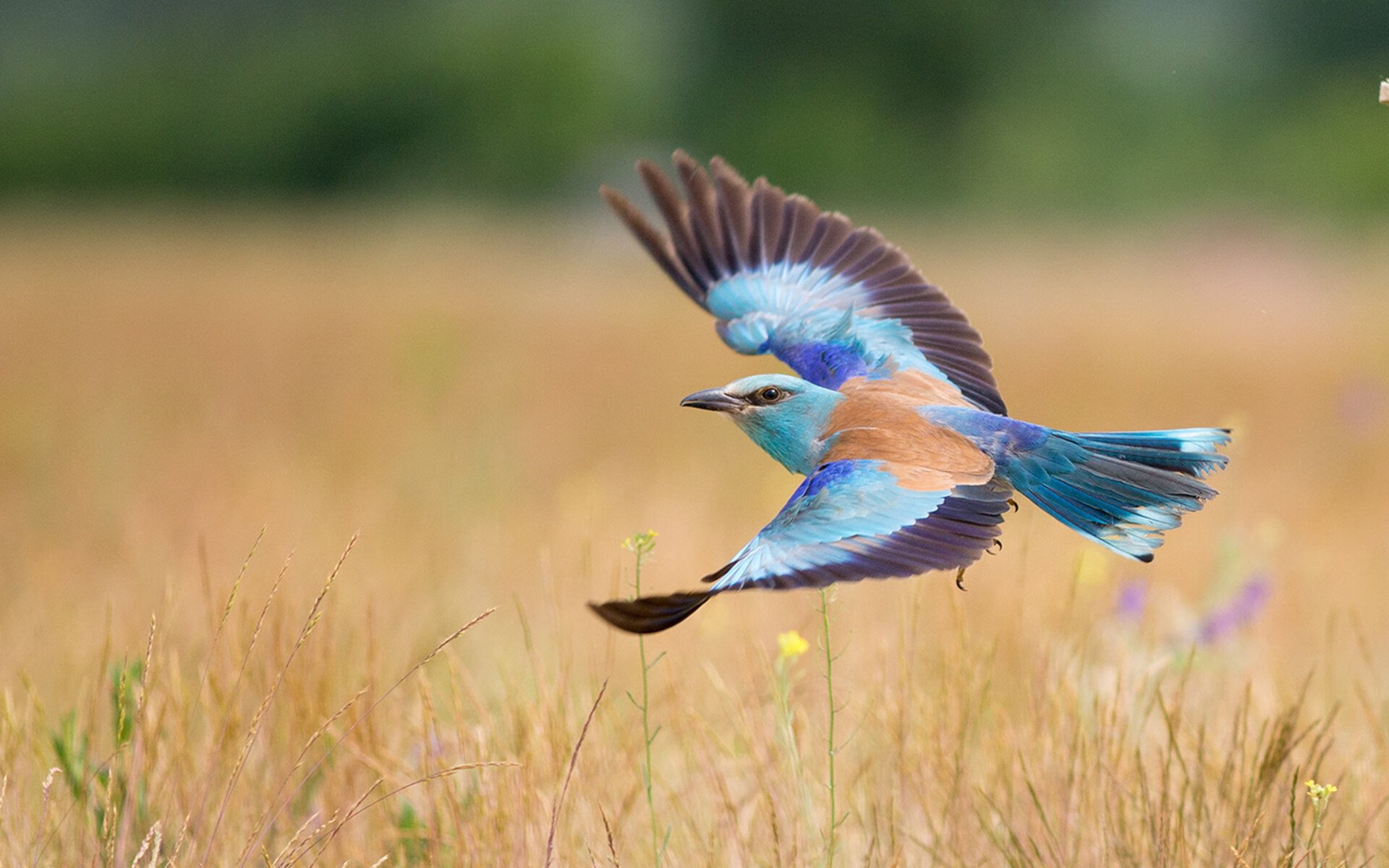 唯一之战,国际米兰跨越半球的巅峰对决与赖斯欧冠决赛的传奇接管