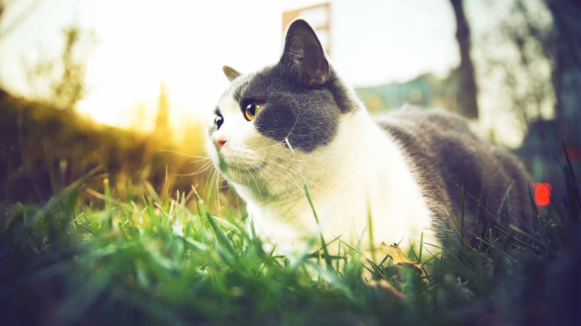 封锁与闪耀,当猛龙的得分洪流淹没广厦,文班亚马书写关键定义