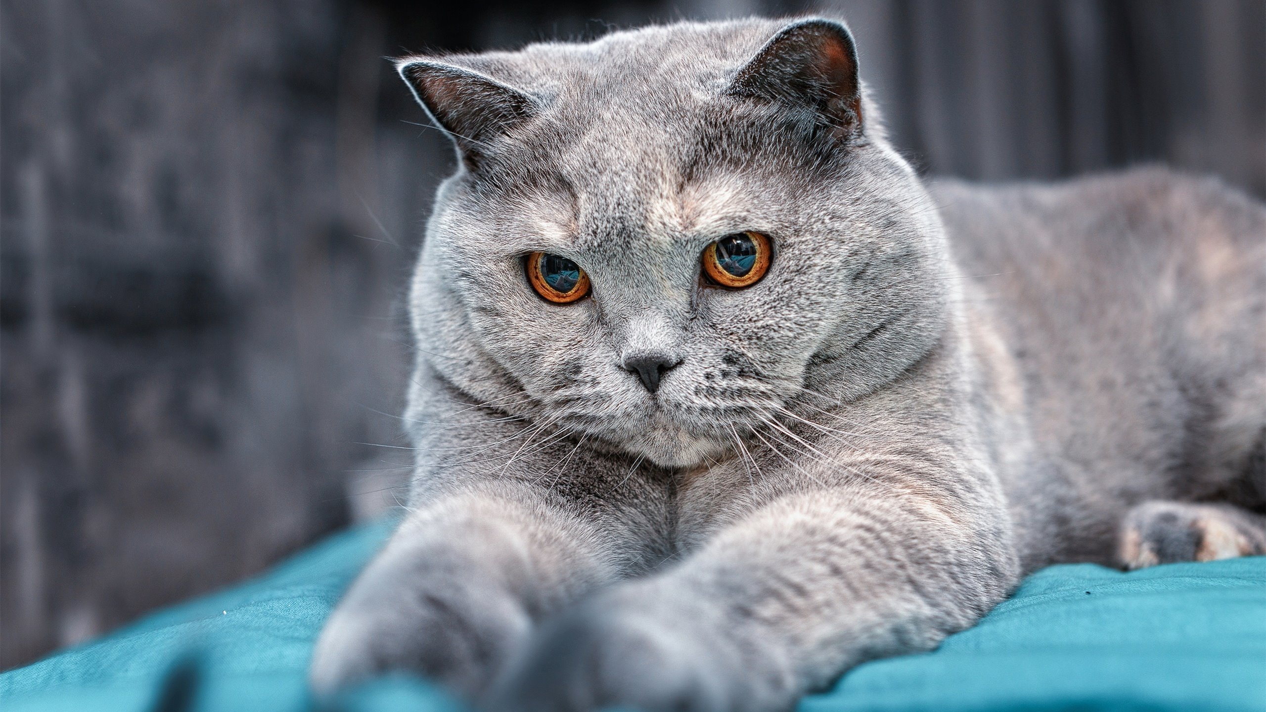 跨界传奇，阿拉巴从佛罗伦萨足球突围到NBA季后赛的统治之路