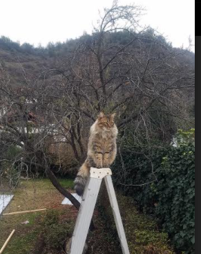 跨界传奇，阿拉巴从佛罗伦萨足球突围到NBA季后赛的统治之路