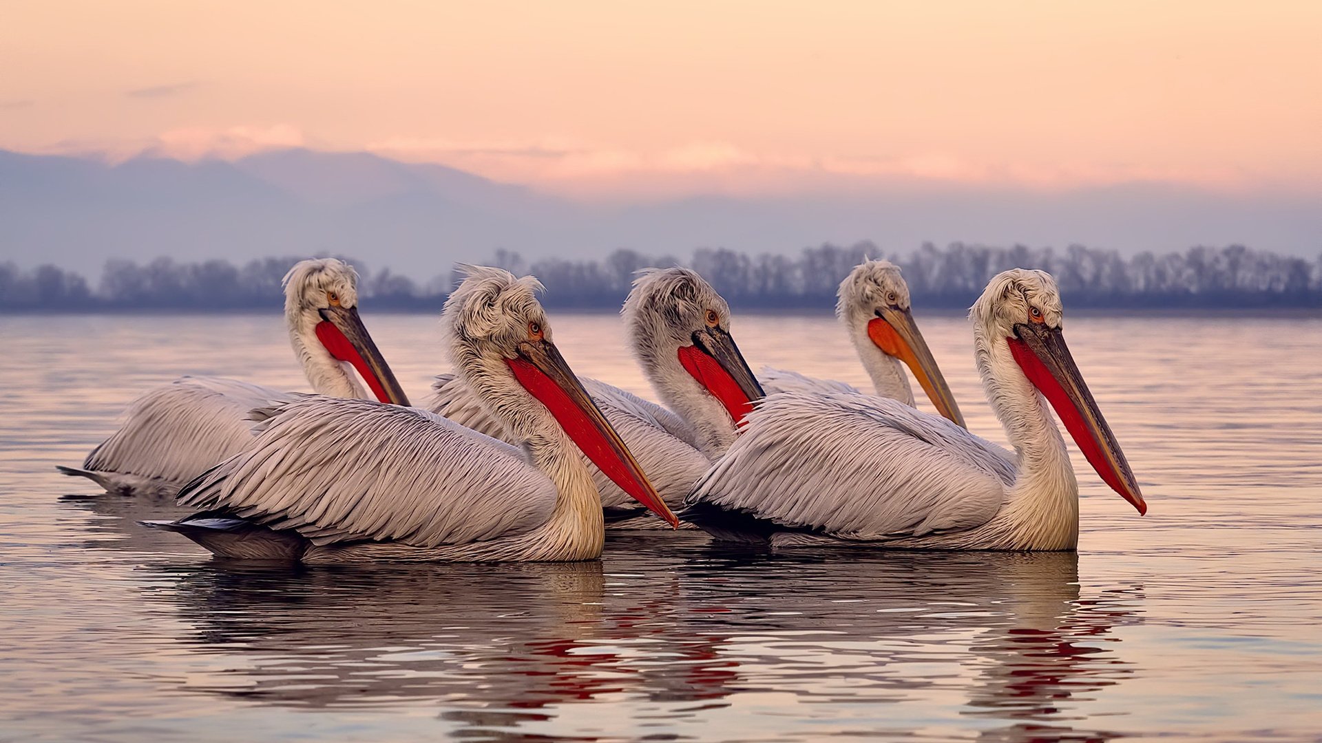霍勒迪，这柄突然出鞘的双刃剑，是撕裂魔术黑法的唯一解
