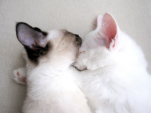 东决关键战之夜,塔图姆化身绿巨人,进攻端无人可挡改写历史